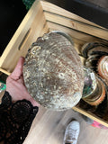 Abalone Shell-Large